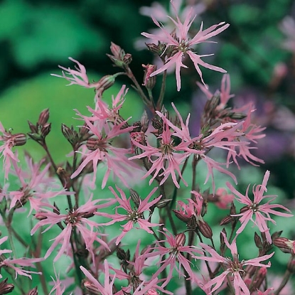 Picture of Wildflower Ragged Robin (Lychnis Flos-Cuculi)